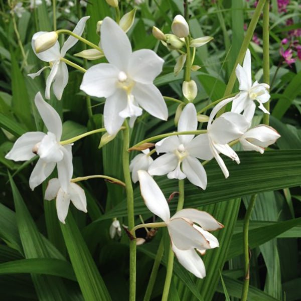 Snow Angel (Spathoglottis) - Ladybird Nursery