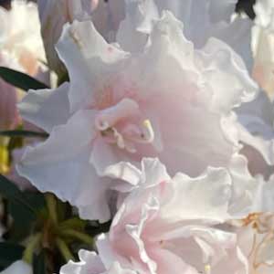 Azalea Snow Prince