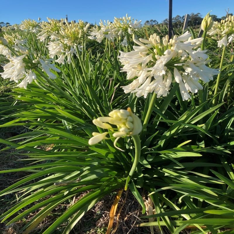Agapanthus 'Snowball' - Ladybird Nursery