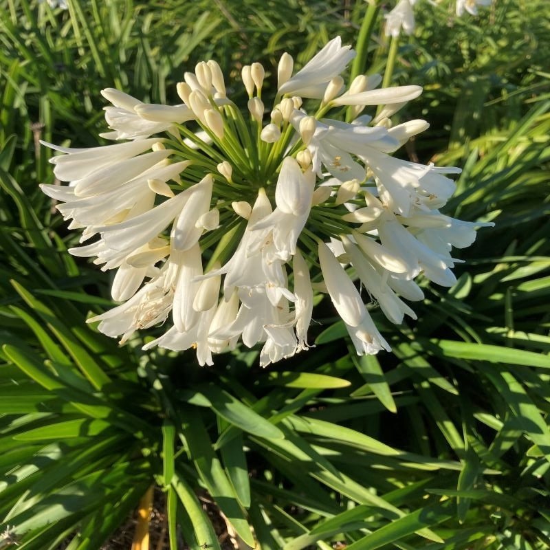 Agapanthus 'Snowball' - Ladybird Nursery