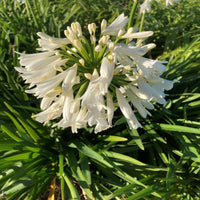 Agapanthus 'Snowball'