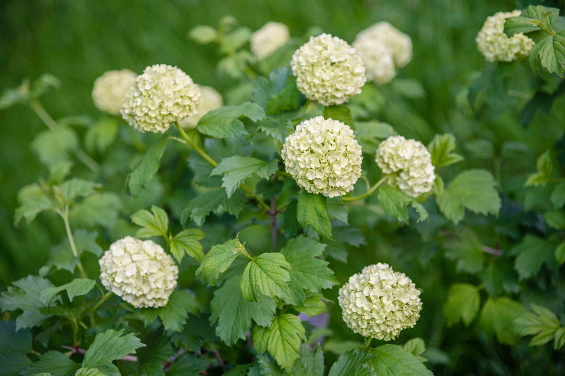 Snowball Viburnum (Viburnum opulus) - Ladybird Nursery