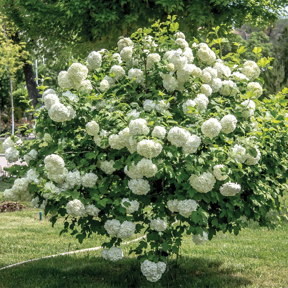 Snowball Viburnum (Viburnum opulus)