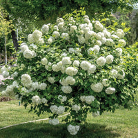 Snowball Viburnum (Viburnum opulus)