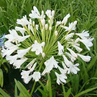 Agapanthus 'Snowball' - Ladybird Nursery