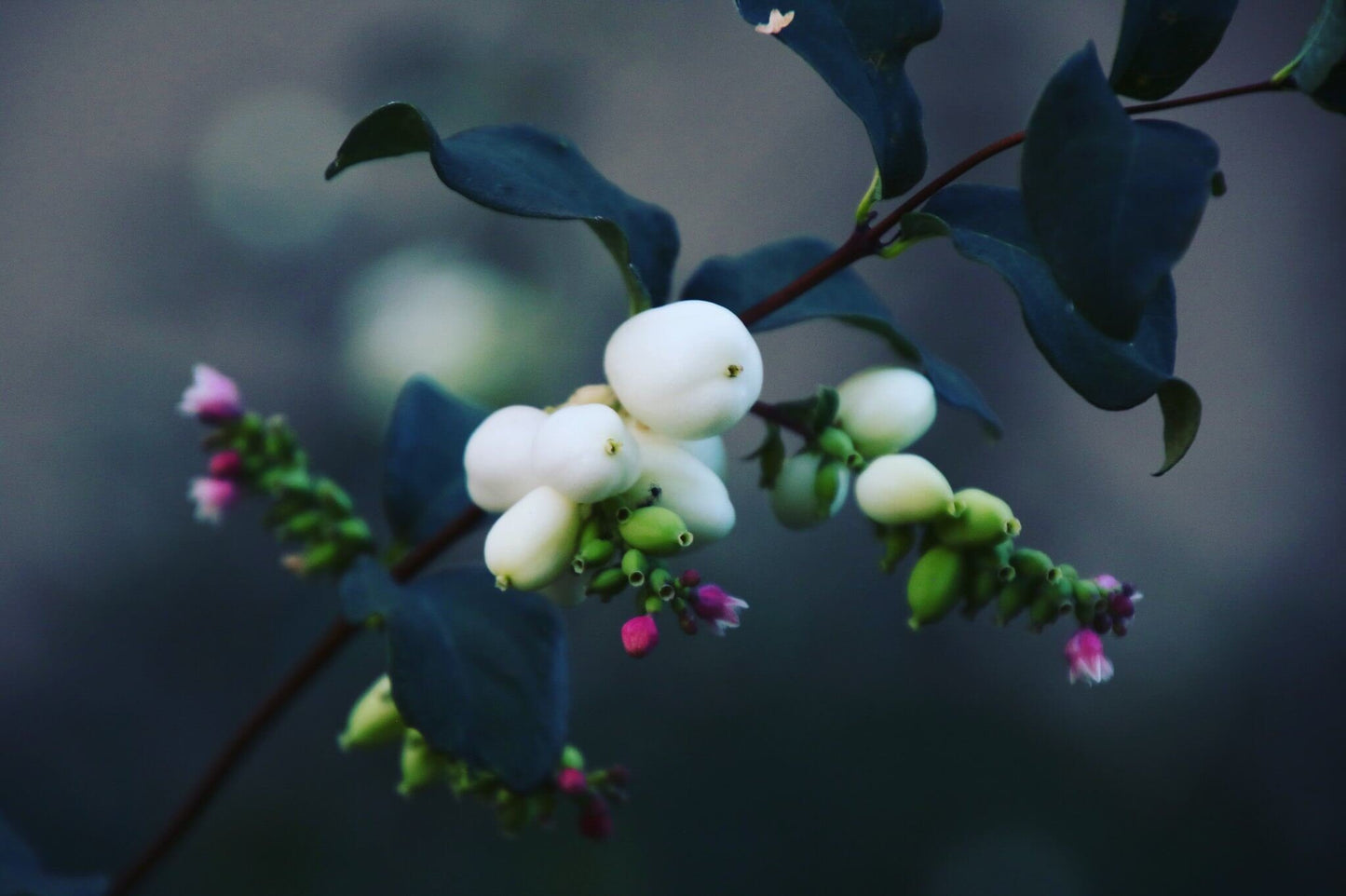 Snowberry (Symphoricarpos albus)