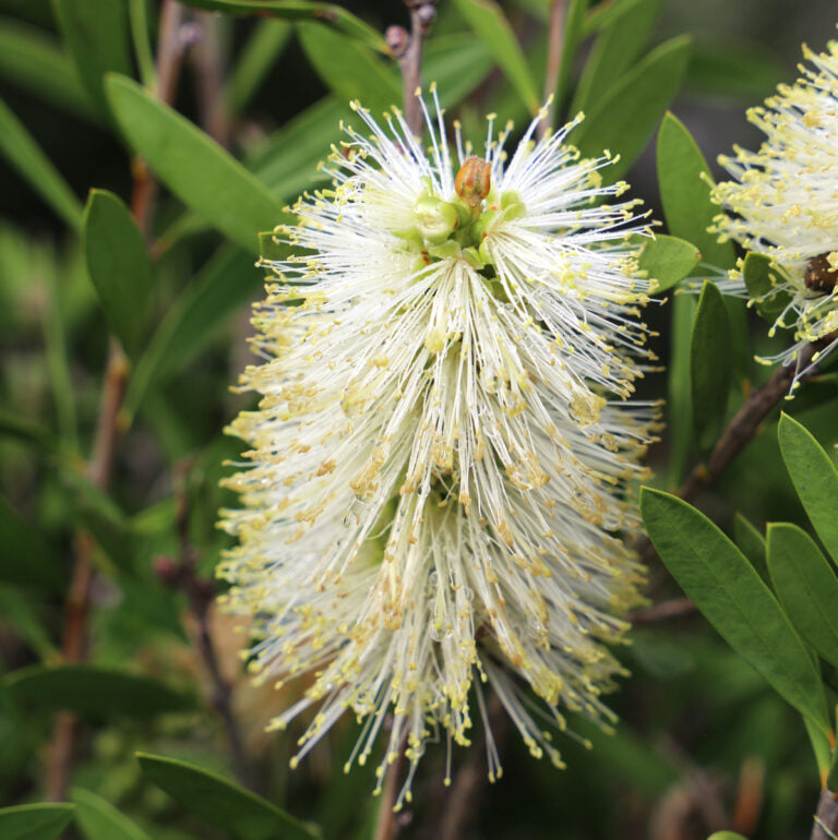 Bottlebrush Snow Burst™ (Callistemon)