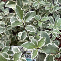Snow Leopard (Pittosporum tenuifolium) - Ladybird Nursery