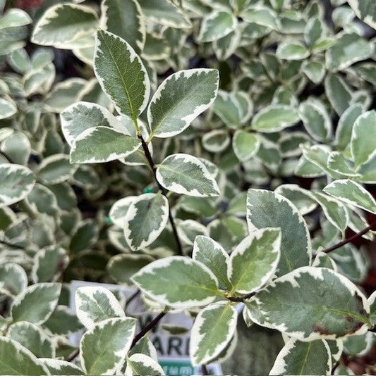 Snow Leopard (Pittosporum tenuifolium) - Ladybird Nursery