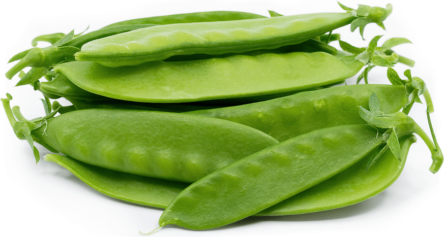 Snow Pea (Pickup Only) - Ladybird Nursery