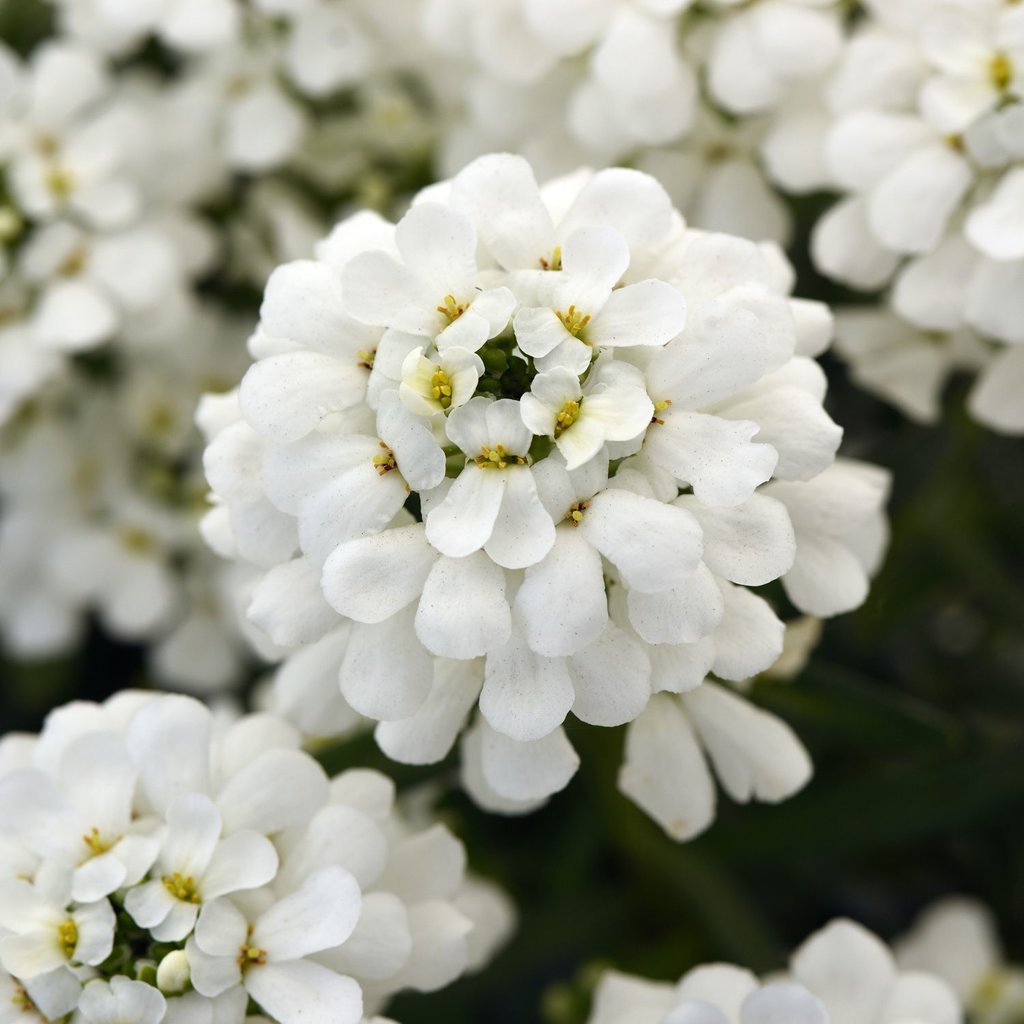 Candytuft (Iberis sempervirens) - Ladybird Nursery