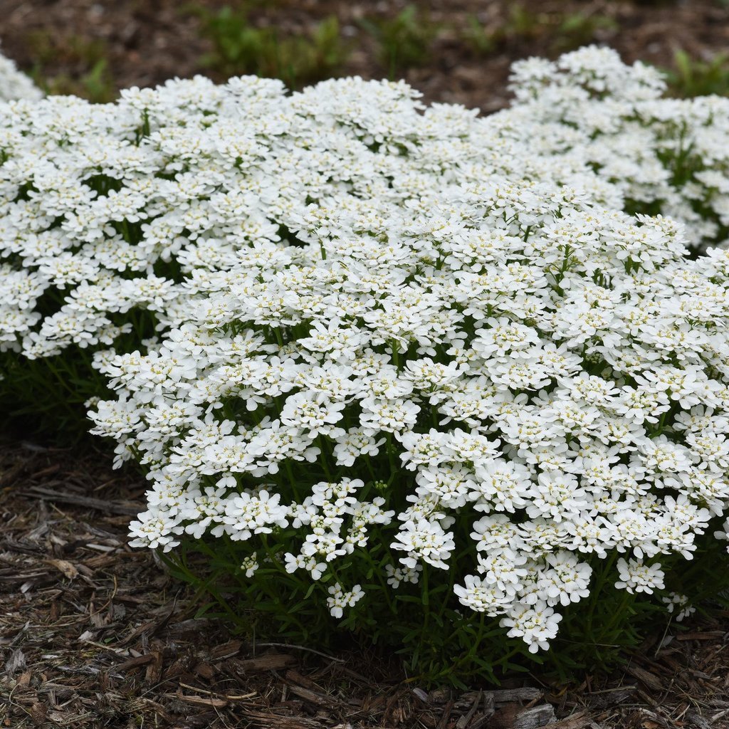 Candytuft (Iberis sempervirens) - Ladybird Nursery