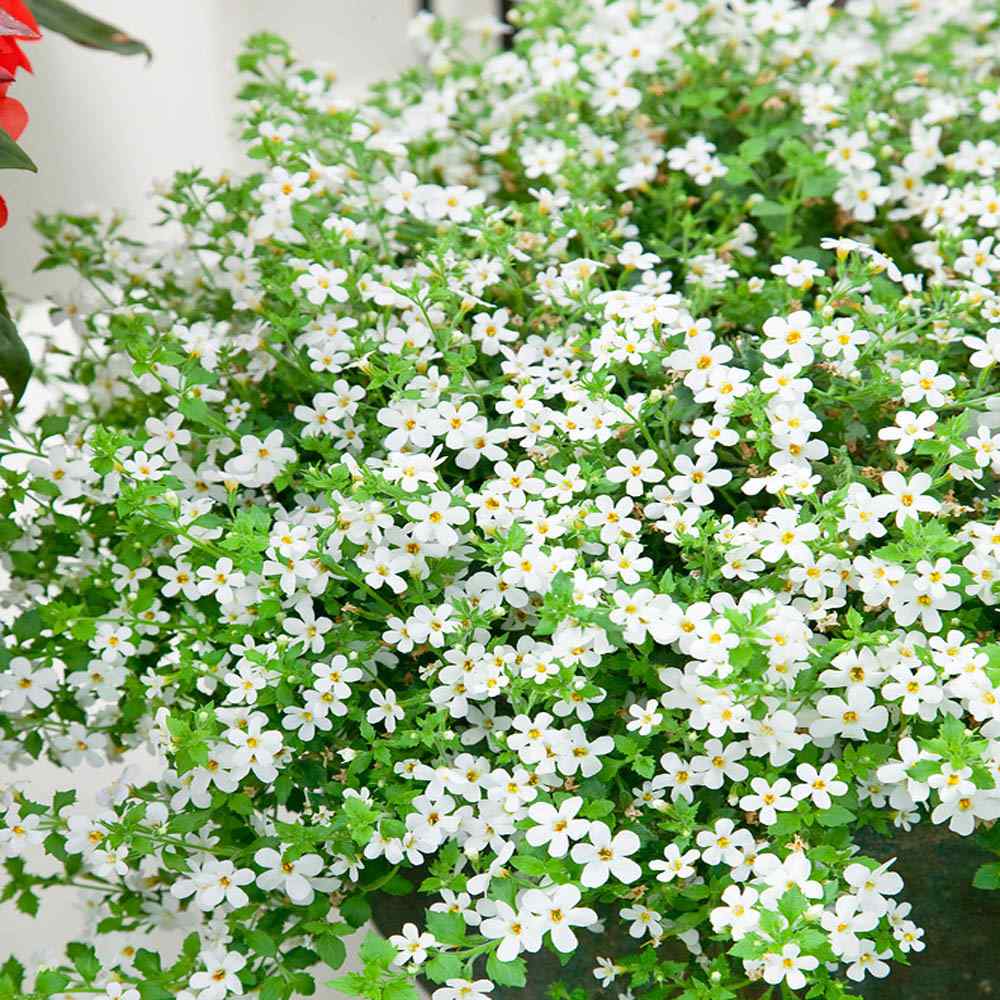 Bacopa Candy (Bacopa Cotton) - Ladybird Nursery