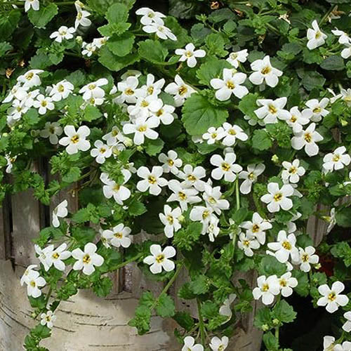 Bacopa Candy (Bacopa Cotton)