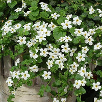 Bacopa Candy (Bacopa Cotton)