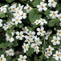 Bacopa Snowtopia (Bacopa cordata)
