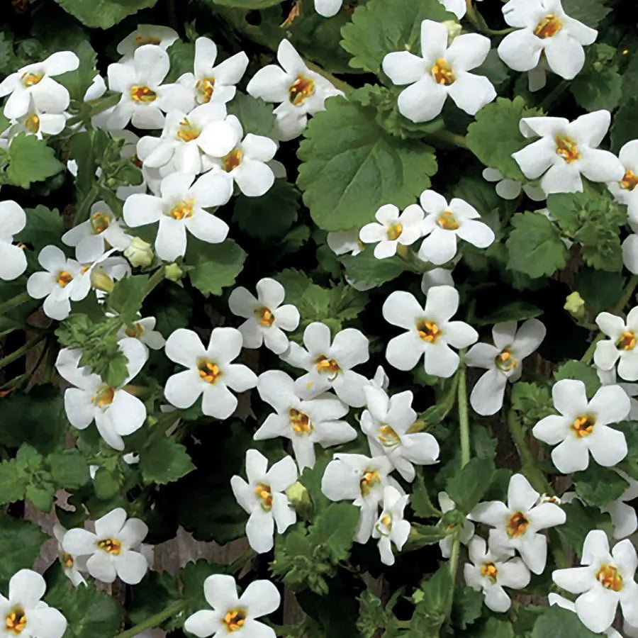 Bacopa Snowtopia (Bacopa cordata) - Ladybird Nursery