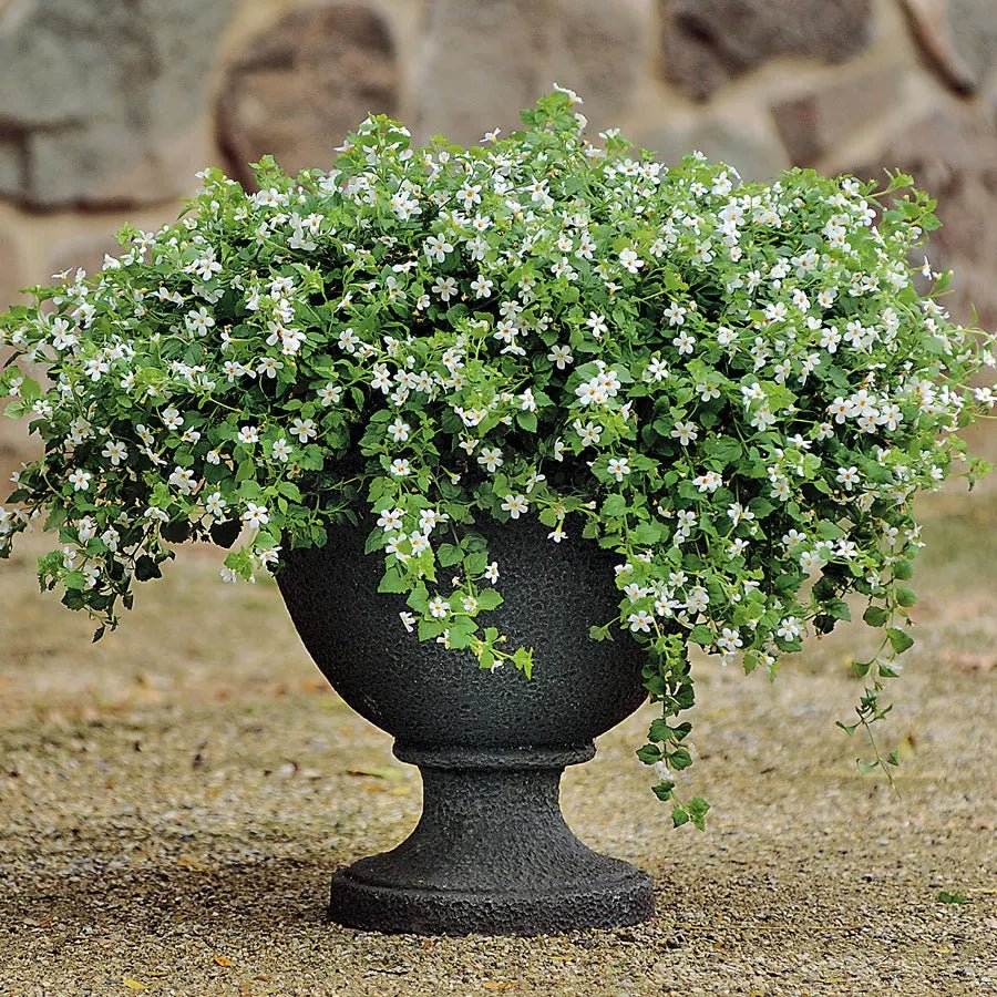 Bacopa Snowtopia (Bacopa cordata) - Ladybird Nursery