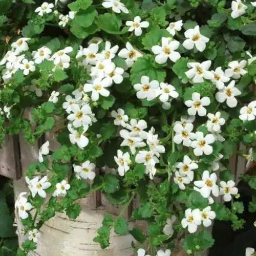 Bacopa Snowtopia (Bacopa cordata) - Ladybird Nursery