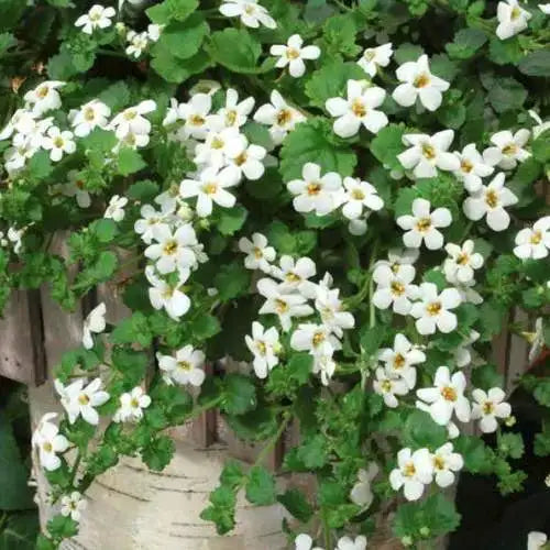 Bacopa Snowtopia (Bacopa cordata)