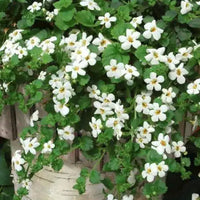 Bacopa Snowtopia (Bacopa cordata)