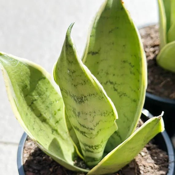 Snake Plant Hahnii 'Snow White' (Sansevieria Trifasciata) - Ladybird Nursery