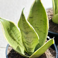 Snake Plant Hahnii 'Snow White' (Sansevieria Trifasciata) - Ladybird Nursery