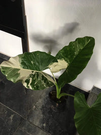 Safari Ebony Elephant Ear (Alocasia Safari)