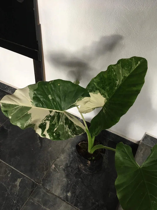 Safari Ebony Elephant Ear (Alocasia Safari)