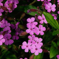 Soapwort (Saponaria officinalis)