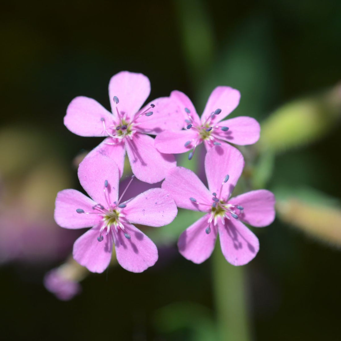 Soapwort (Saponaria officinalis)