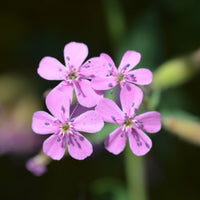 Soapwort (Saponaria officinalis)