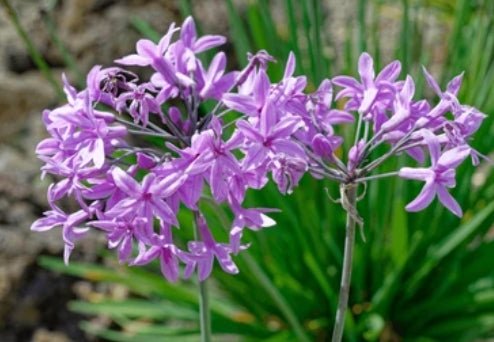 Society Garlic (Tulbaghia violacea) - Ladybird Nursery