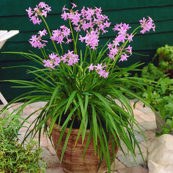 Society Garlic Dark Star (Tulbaghia) - Ladybird Nursery