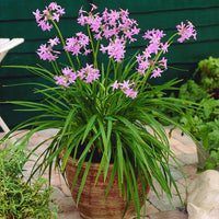 Society Garlic Dark Star (Tulbaghia) - Ladybird Nursery