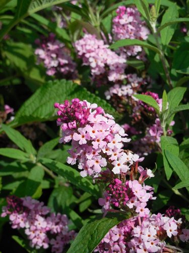 Butterfly Bush 'Buzz Soft Pink' (Buddleja davidii)