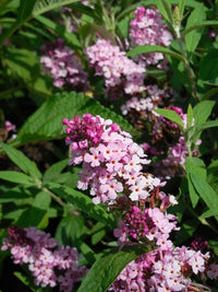 Butterfly Bush 'Buzz Soft Pink' (Buddleja davidii)
