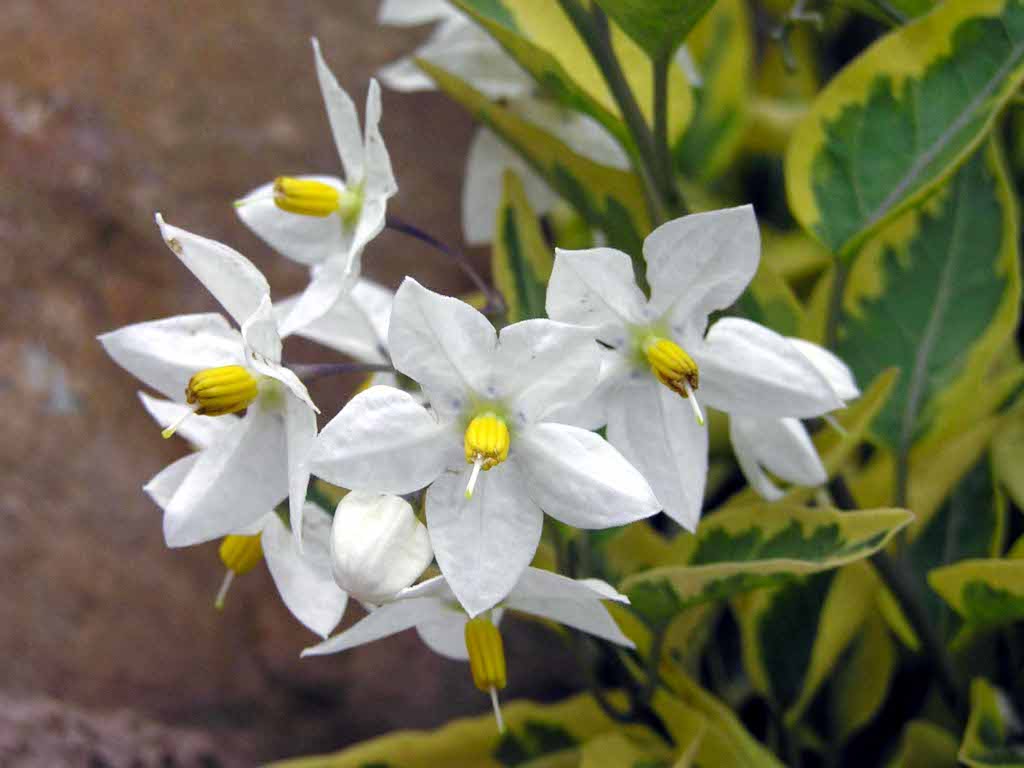 Potato Vine (Solanum jasminoides) - Ladybird Nursery