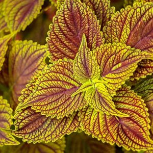 Coleus Ruffles Golden