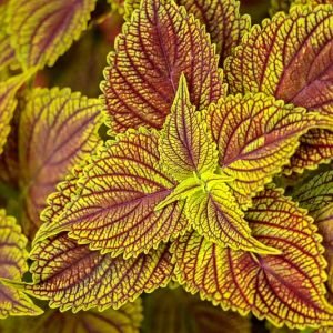 Coleus Ruffles Golden - Ladybird Nursery