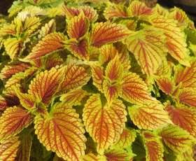 Coleus Ruffles Golden - Ladybird Nursery