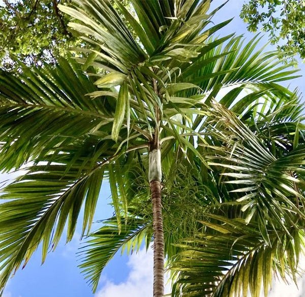 Solitaire Palm (Ptychosperma elegans) Plant – Buy Now! – Ladybird Nursery