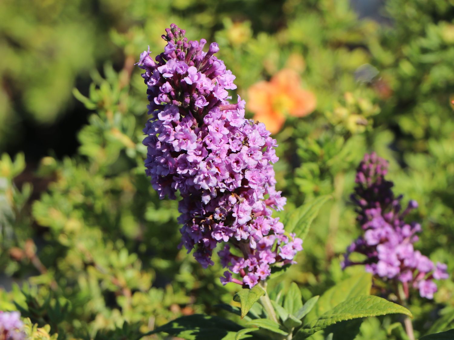 Butterfly Bush Five Purple (Buddleja High)