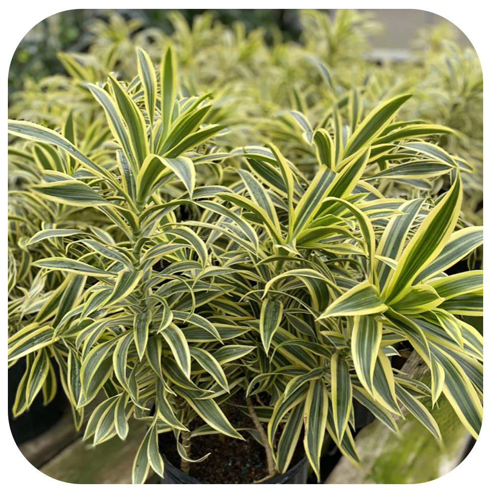 Song of India (Dracaena reflexa)