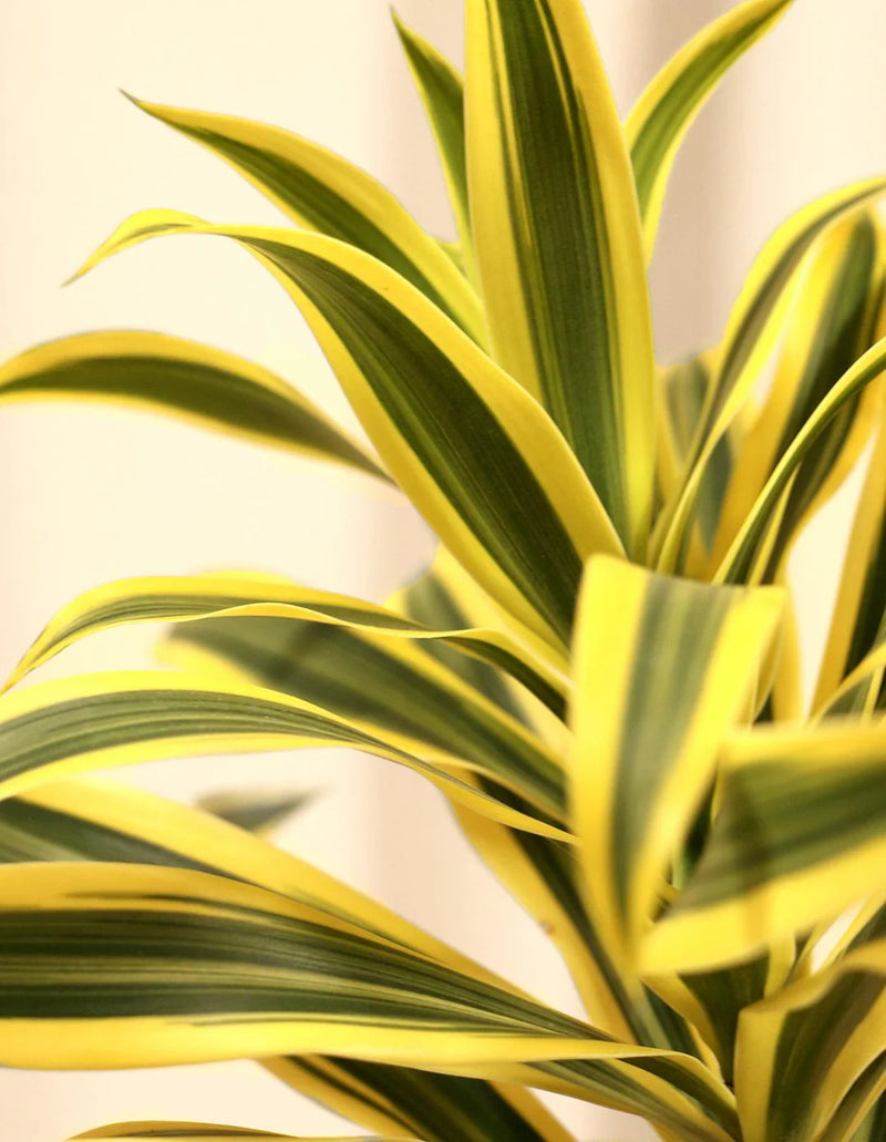 Song of India (Dracaena reflexa)