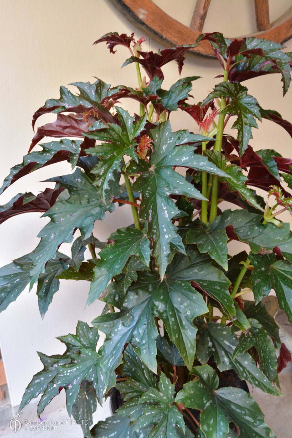 Begonia 'Sophie Cecile' - Ladybird Nursery