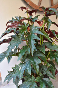 Begonia 'Sophie Cecile' - Ladybird Nursery
