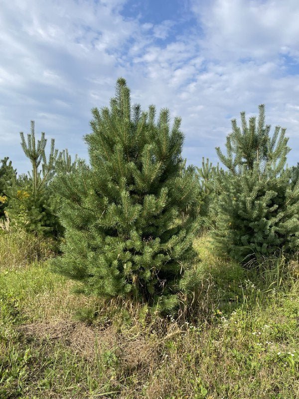 Scots Pine Inverleith (Pinus sylvestris) - Ladybird Nursery