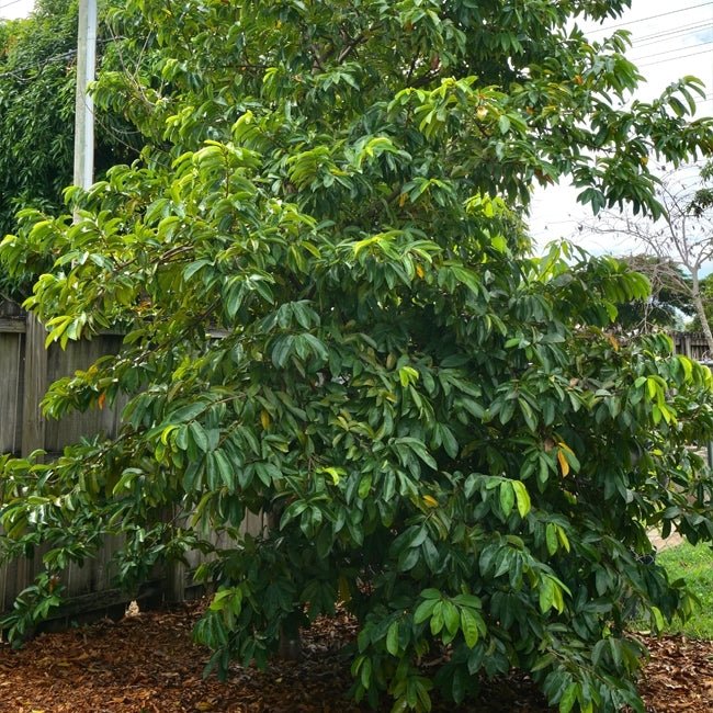 Soursop Cuban Fiberless Grafted - Ladybird Nursery