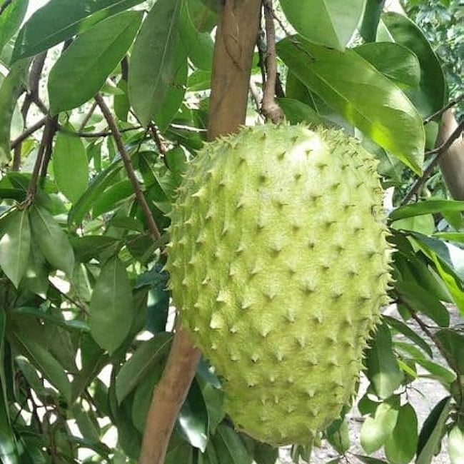 Soursop Cuban Fiberless Grafted